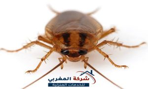 شركة مكافحة صراصير